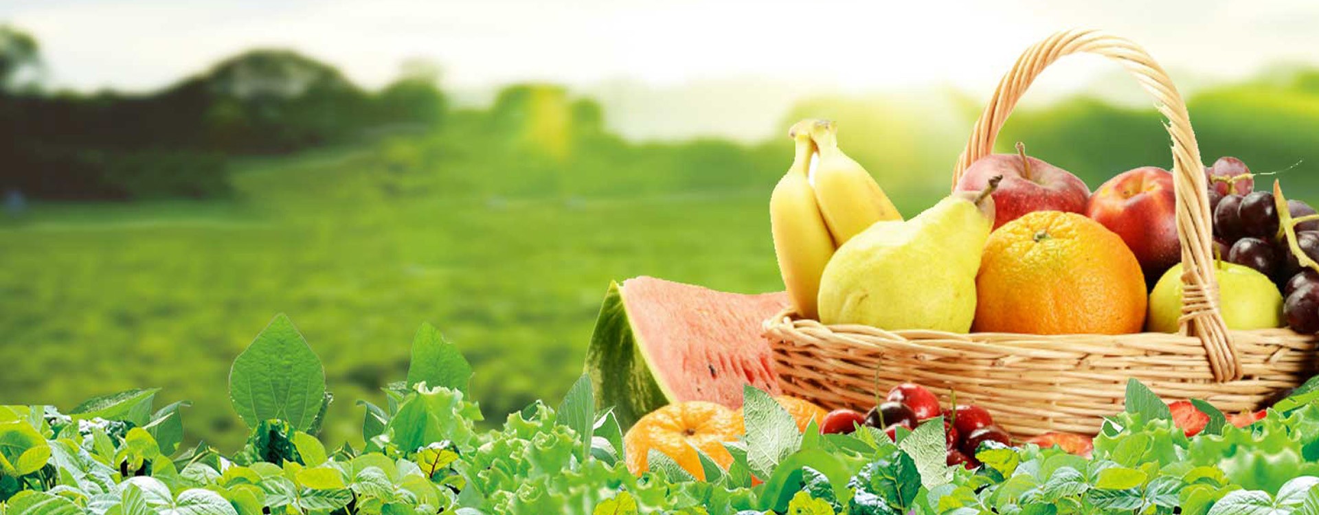 綠色防控   安全、安心、健康