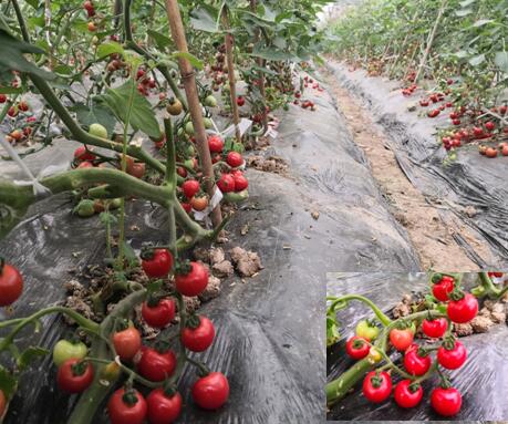 小番茄浙櫻粉1號(hào)