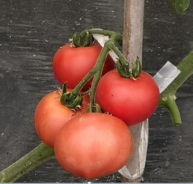 風(fēng)味濃郁的水果番茄