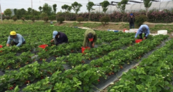 確保全年糧食產(chǎn)量繼續(xù)保持在1.3萬億斤以上