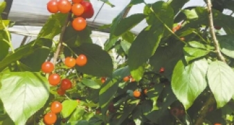 我市兩農(nóng)場列入省高品質(zhì)綠色科技示范基地