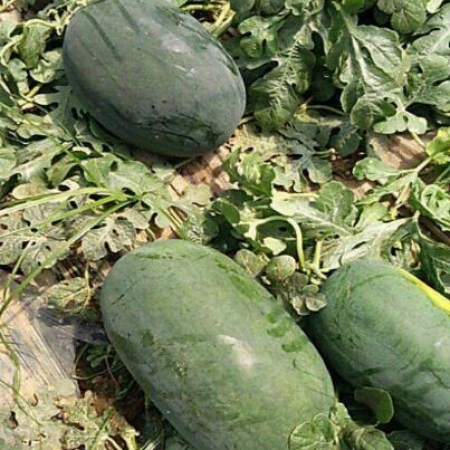 豐樂(lè)5號(hào)