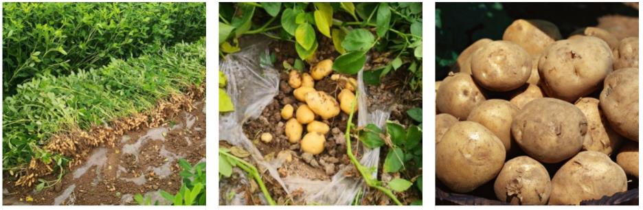 果蔬種植(圖6) 1-2204231K43N22.jpg