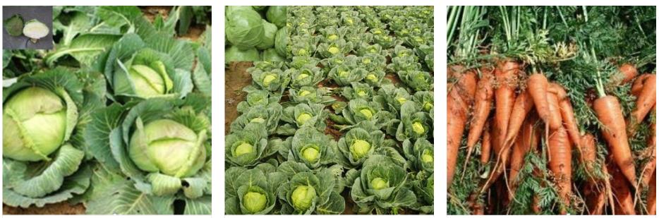 果蔬種植(圖3) 1-2204231Q245I1.jpg